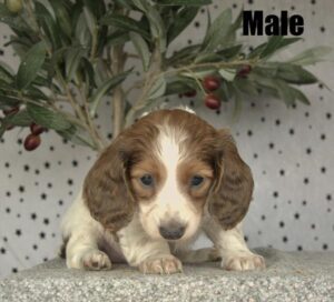 [#26132-01] Alex - White / Brown M Dachshund Puppies For Sale