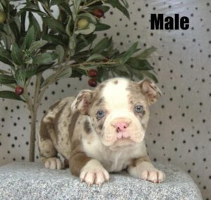 [#26136-04]  - Chocolate Merle M Boston Terrier Puppies For Sale