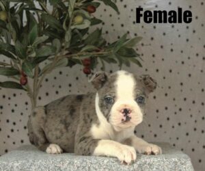 [#26136-07]  - Blue Merle / White F Boston Terrier Puppies For Sale