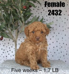 [#26138-02] Dior - Red / White F Poodle Mini Puppies For Sale