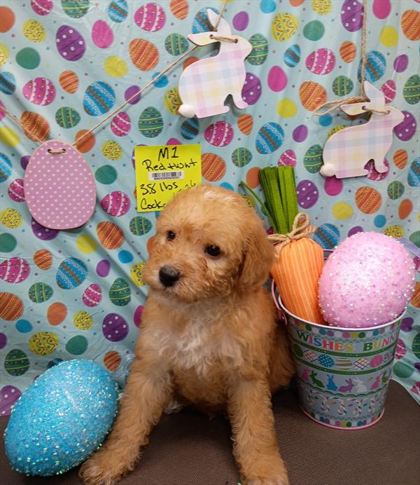 [#26140-01]  - Red M Poodle Mini/Cock A Poo Puppies For Sale