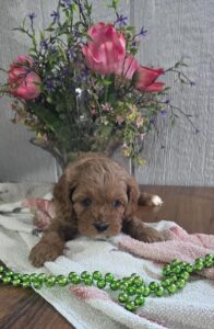 [#26152-04]  - Red F Cavapoo Puppies For Sale