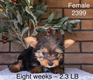 [#26167-06]  - Black / Tan F Yorkshire Terrier Puppies For Sale