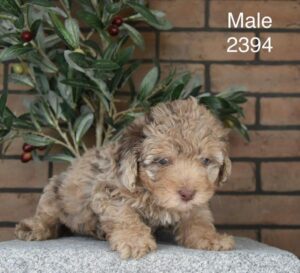 [#26168-01]  - Chocolate Merle M Poodle Mini Puppies For Sale