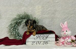 [#26170-01]  - Silver Dapple F Dachshund Puppies For Sale
