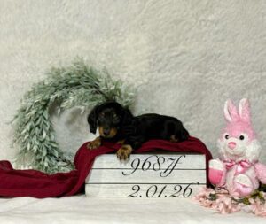 [#26170-02]  - Black / Tan F Dachshund Puppies For Sale
