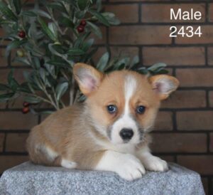 [#26176-05]  - Red / White M Pembroke Welsh Corgi Puppies For Sale
