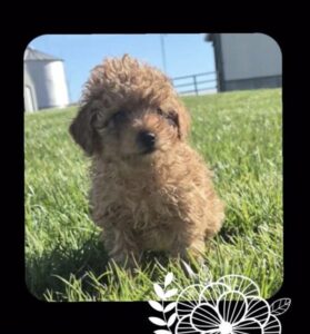[#26172-02] Kay - Red F Poodle Mini Puppies For Sale