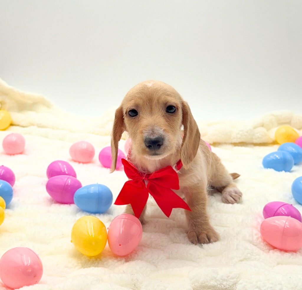 [#26154-04]  - Cream F Dachshund Puppies For Sale