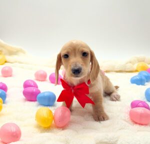 [#26154-04]  - Cream F Dachshund Puppies For Sale