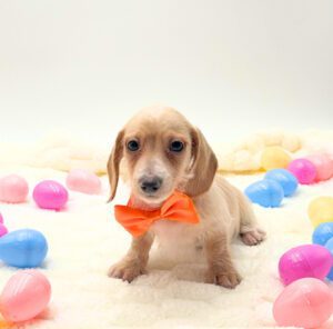 [#26154-03]  - Cream M Dachshund Puppies For Sale