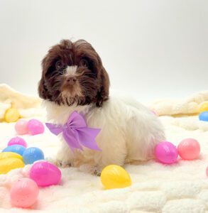 [#N00171] Cami - Chocolate F Havanese Puppies For Sale