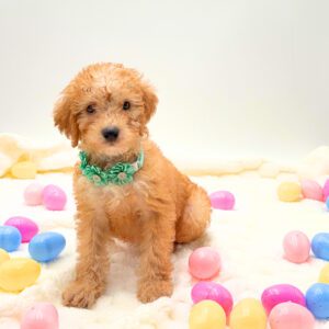 [#26140-01]  - Red M Poodle Mini/Cock A Poo Puppies For Sale