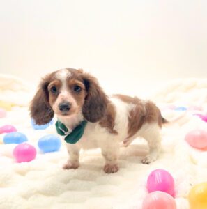 [#26132-01] Alex - White / Brown M Dachshund Puppies For Sale