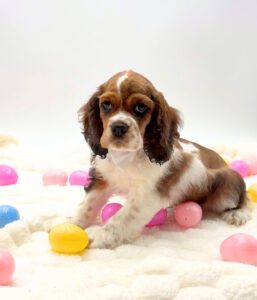 [#N00945] Casper - Brown White and Tan M Cocker Spaniel Puppies For Sale
