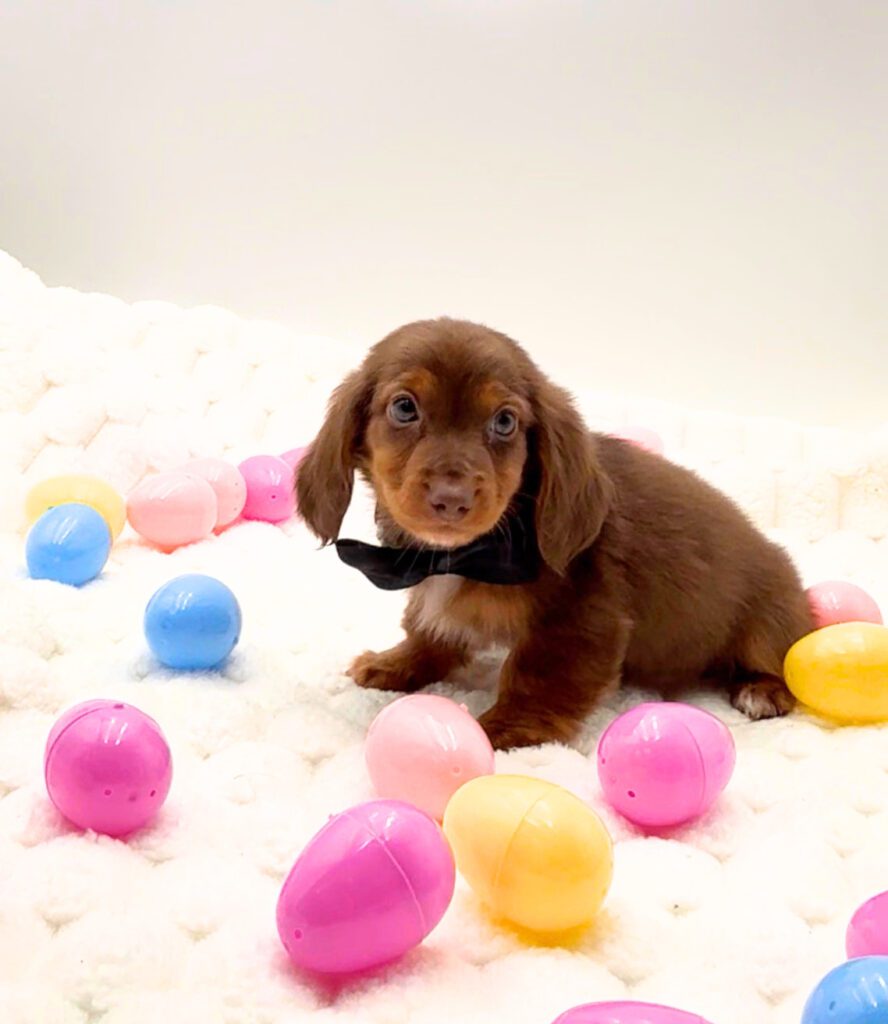 [#26154-02]  - Chocolate / Tan M Dachshund Puppies For Sale
