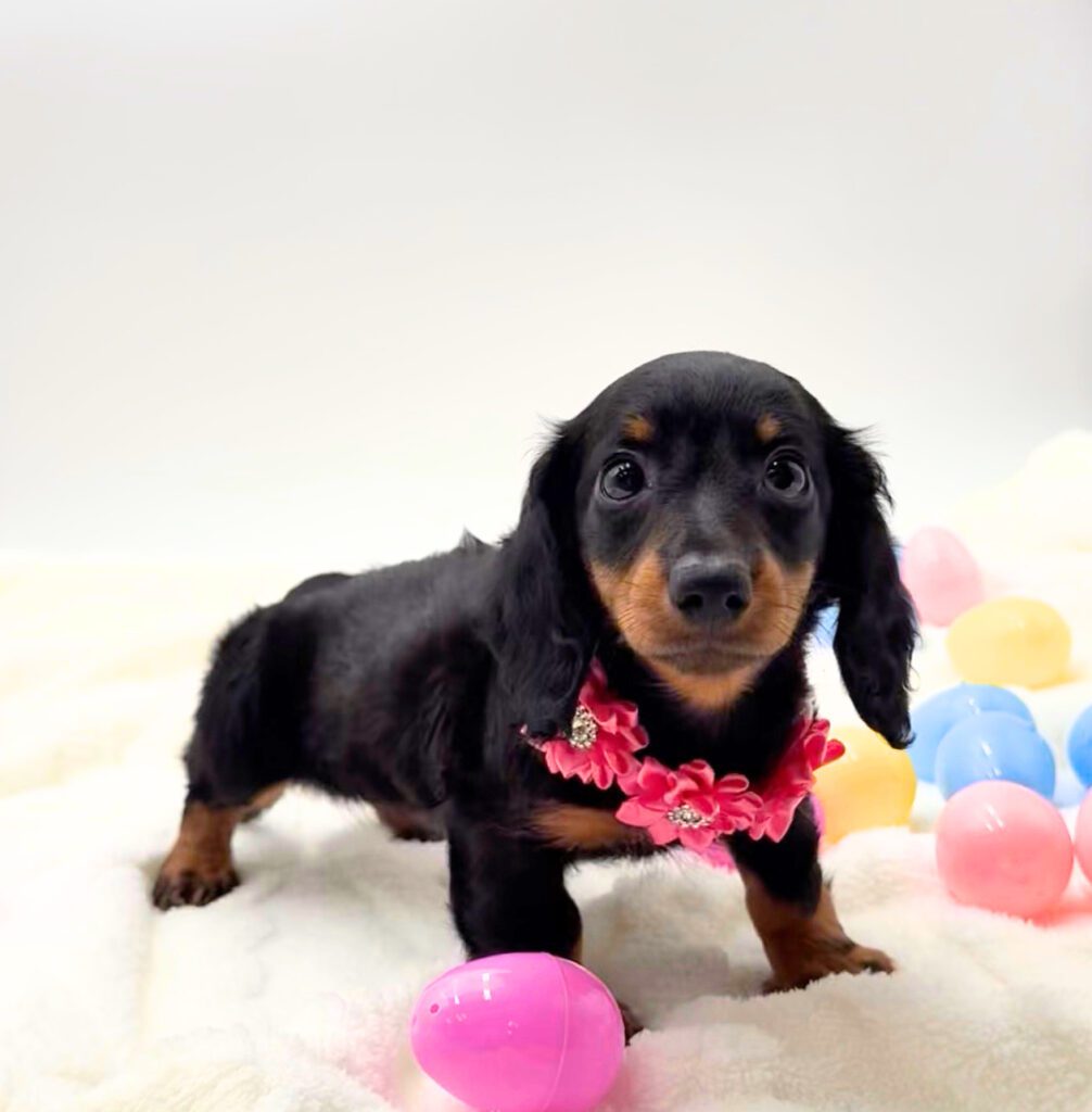 [#26170-02]  - Black / Tan F Dachshund Puppies For Sale