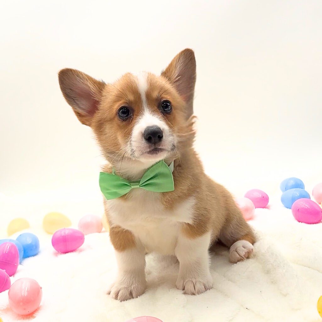 [#26176-05]  - Red / White M Pembroke Welsh Corgi Puppies For Sale