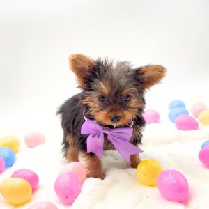 [#26167-06]  - Black / Tan F Yorkshire Terrier Puppies For Sale