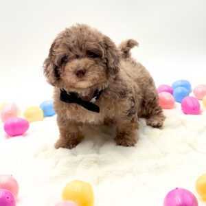 [#26168-01]  - Chocolate Merle M Poodle Mini Puppies For Sale