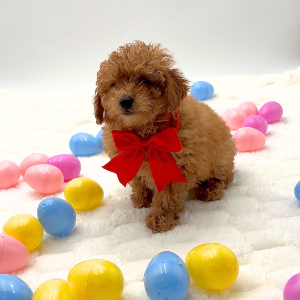 [#26172-02] Kay - Red F Poodle Mini Puppies For Sale