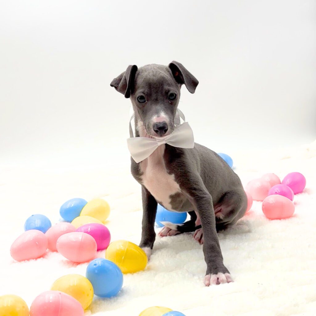 [#N02048]  - Blue M Italian Greyhound Puppies For Sale
