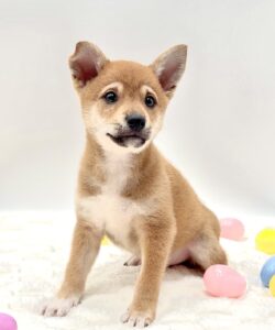 [#M17775] Tokyo - Red M Shiba Inu Puppies For Sale