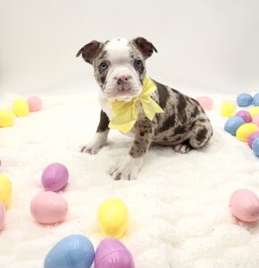 Boston Terrier - 10000002314