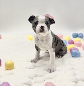 Boston Terrier - 10000002315