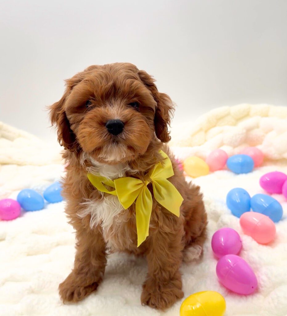 [#26152-04]  - Red F Cavapoo Puppies For Sale