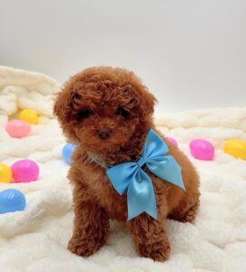[#26138-02] Dior - Red / White F Poodle Mini Puppies For Sale