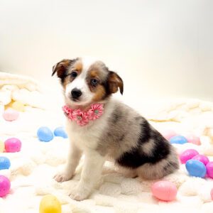 [#N00735] Ant - Blue and White F Pembroke Welsh Corgi Puppies For Sale