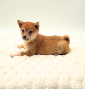 [#M17773]  - Red F Shiba Inu Puppies For Sale