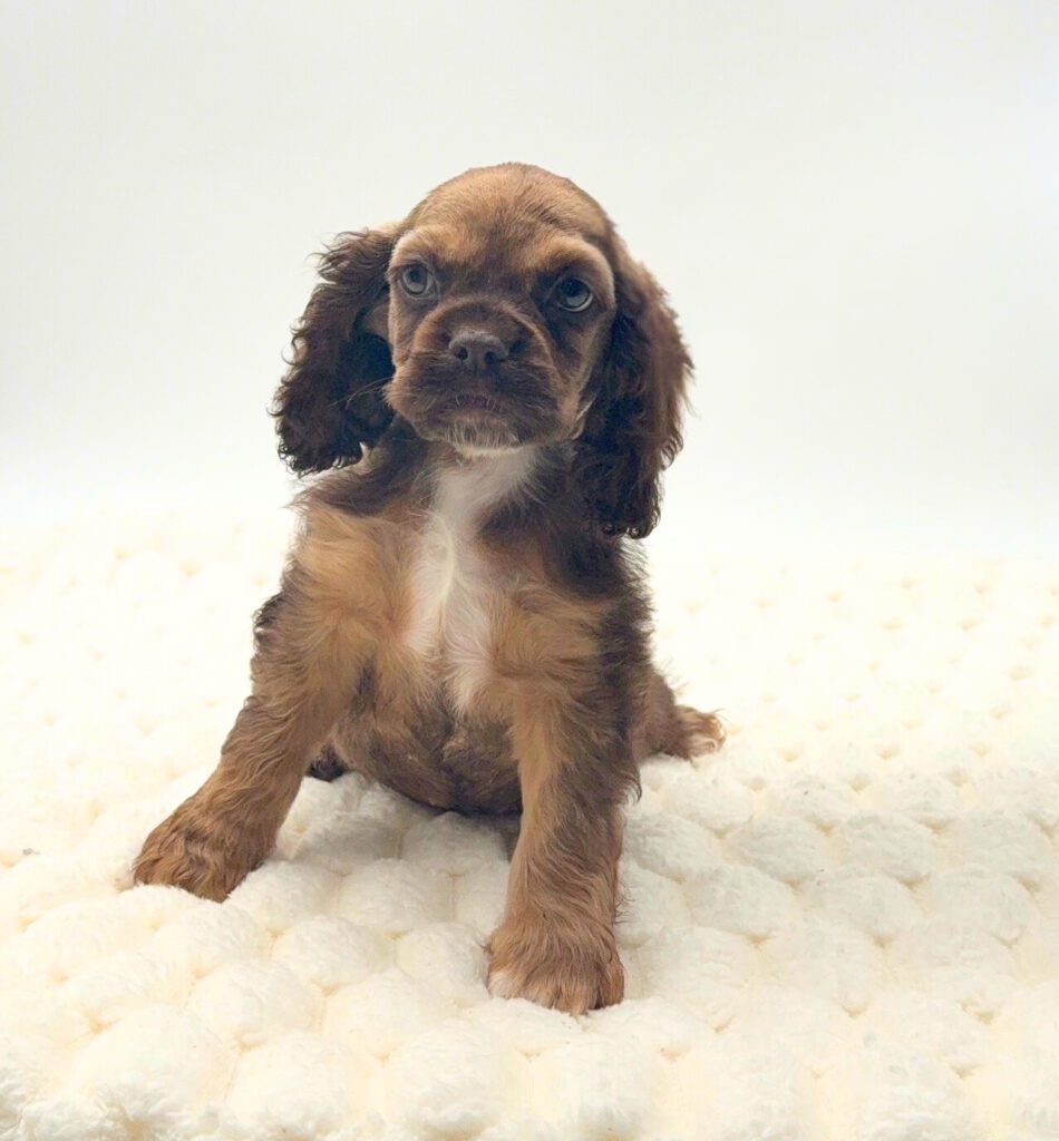 [#M17464]  - Sable M Cocker Spaniel Puppies For Sale