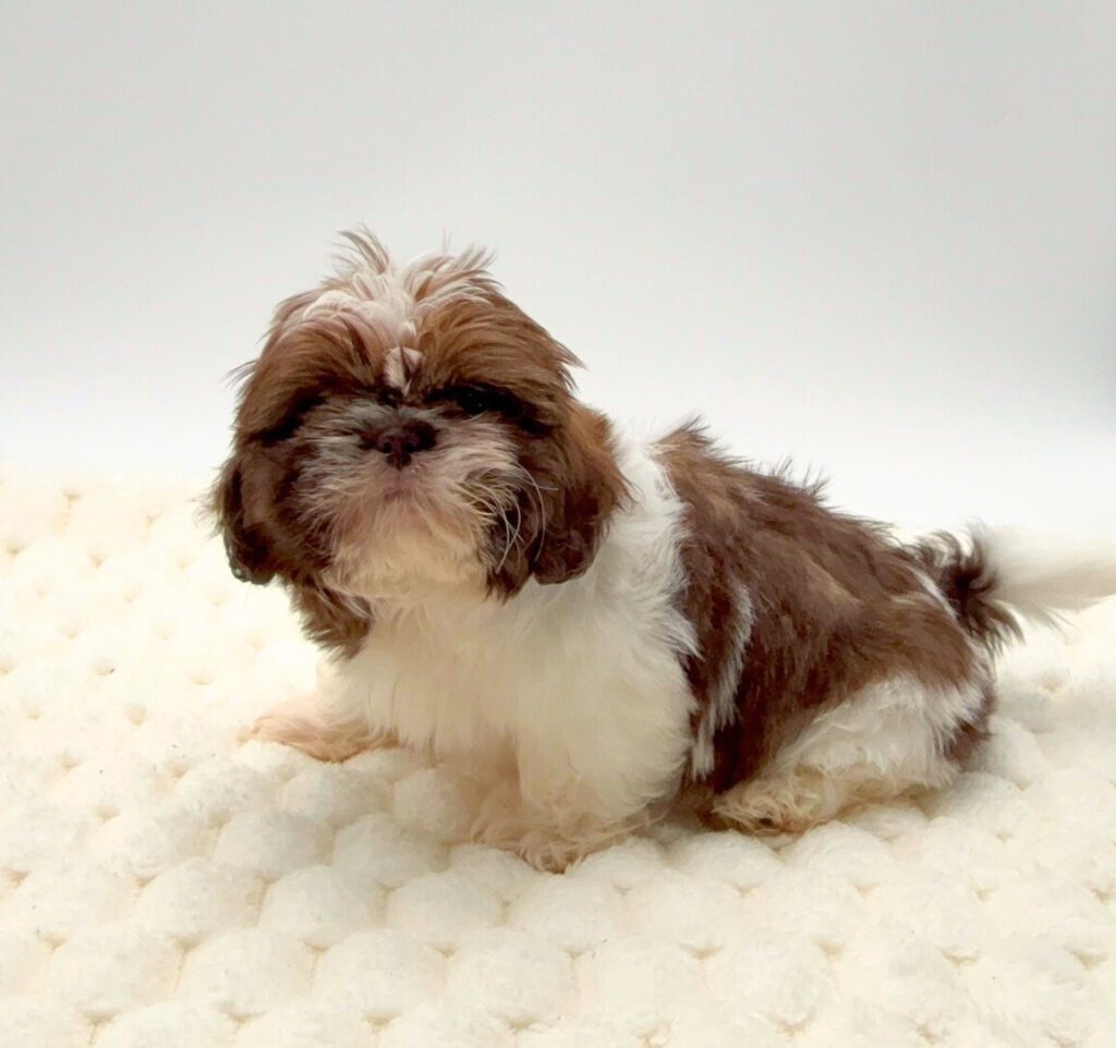 [#2653-01]  - Chocolate / White M Shih Tzu Puppies For Sale