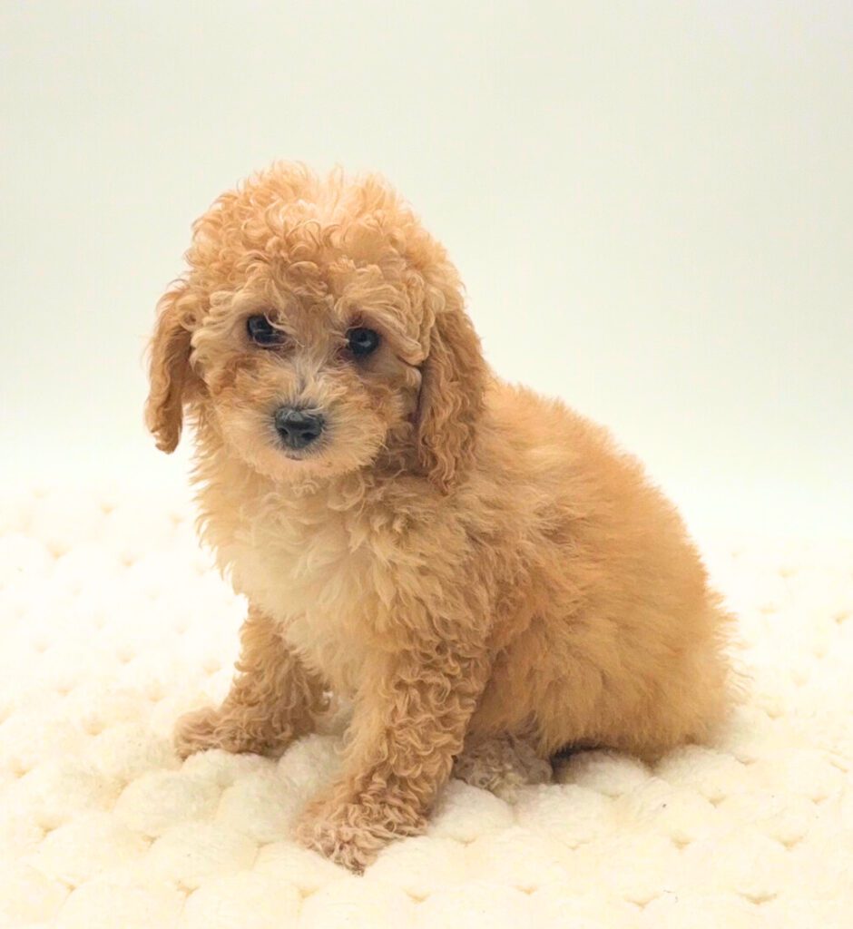 [#26104-05]  - Red F Poodle Mini Puppies For Sale