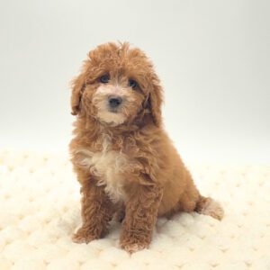 [#26104-02]  - Red M Poodle Mini Puppies For Sale