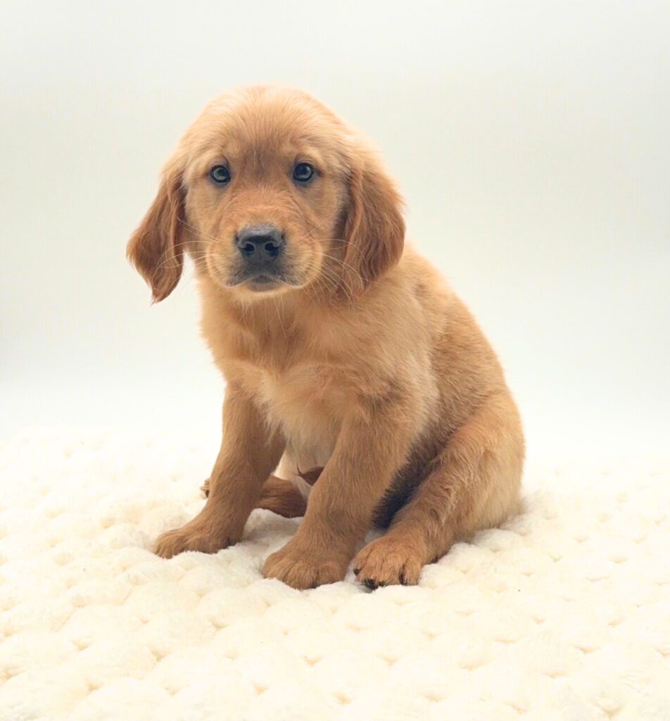 [#2699-05]  - Golden F Golden Retriever Puppies For Sale