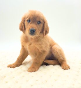[#26122-02]  - Golden M Golden Retriever Puppies For Sale