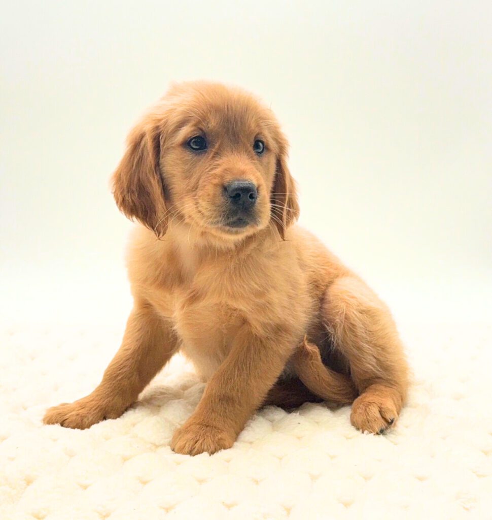 [#2699-04]  - Golden F Golden Retriever Puppies For Sale