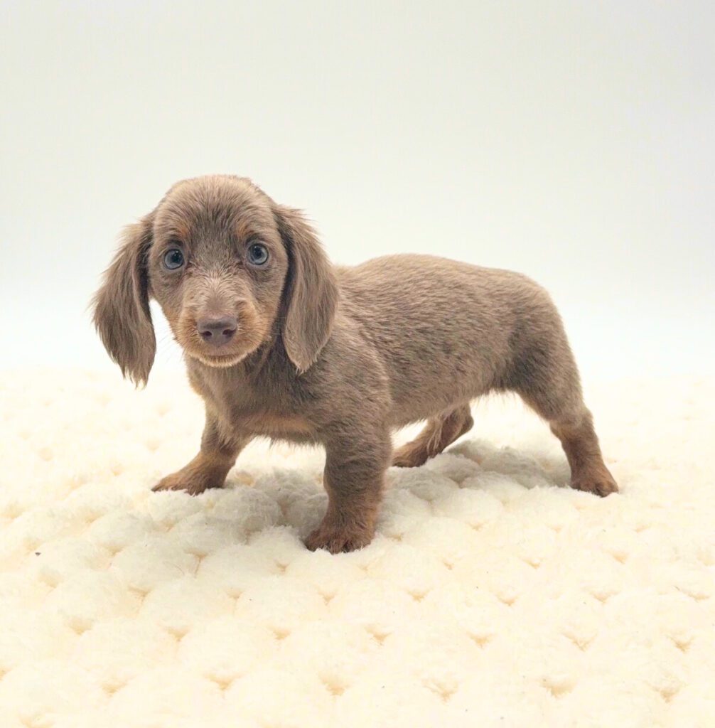 [#26105-02]  - Fawn (Isabella) / Tan M Dachshund Puppies For Sale