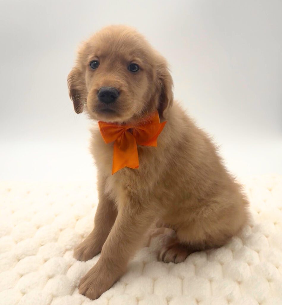 [#2650-01] Charlie - M Golden Retriever Puppies For Sale