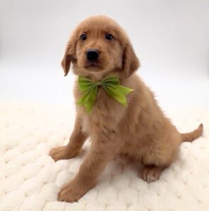 [#2650-02] Archie - M Golden Retriever Puppies For Sale