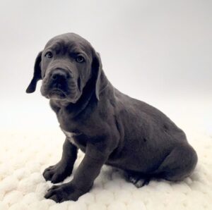 [#2655-01] Secret - Blue M Cane Corso Puppies For Sale