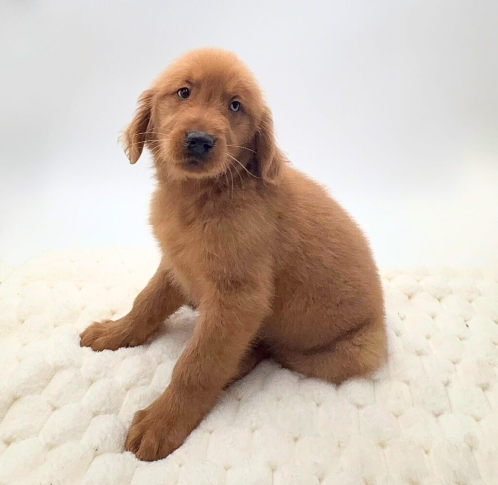 [#26122-02]  - Golden M Golden Retriever Puppies For Sale