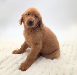 [#26122-02]  - Golden M Golden Retriever Puppies For Sale