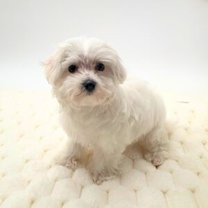 [#N00400] Francy - White F Maltese Puppies For Sale