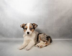 [#N00735] Ant - Blue and White F Pembroke Welsh Corgi Puppies For Sale