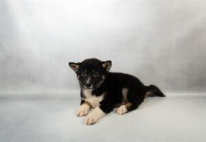 [#M17421]  - Black and Tan M Shiba Inu Puppies For Sale