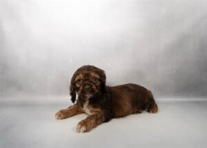 [#M17464]  - Sable M Cocker Spaniel Puppies For Sale